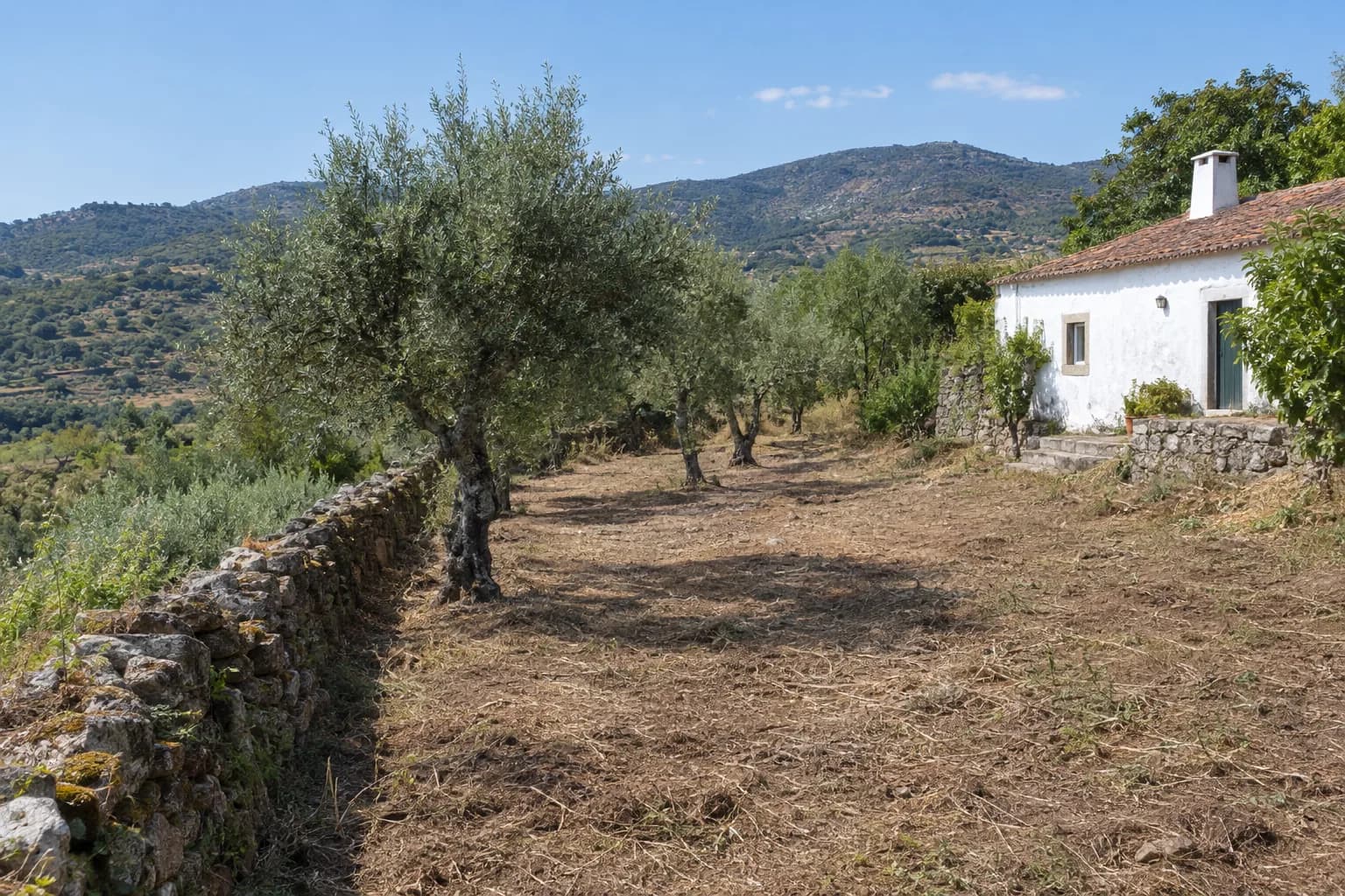 Terreno rural com oliveiras, parte limpa junto a uma casa branca